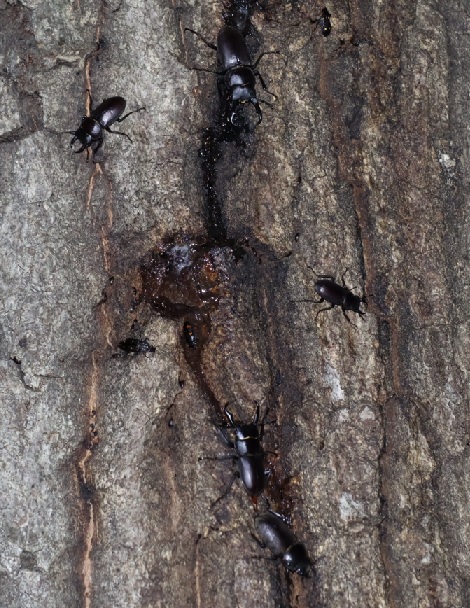 コクワガタ1ペア＋3♂匹_凄いコナラ_2023年5月26日19時35分 気温18.9度